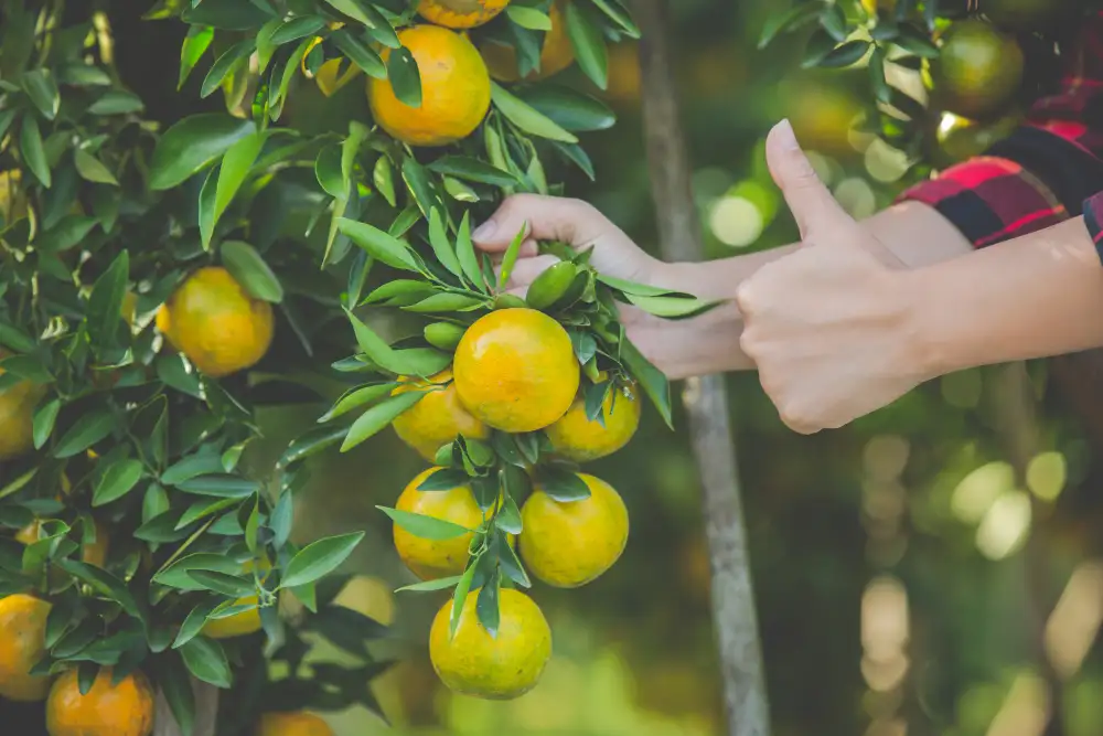 cuidar naranjos y limoneros en coín, mejores herramientas