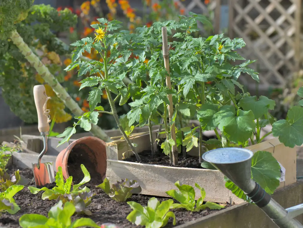 Huerto urbano con plantas de tomate en Coín