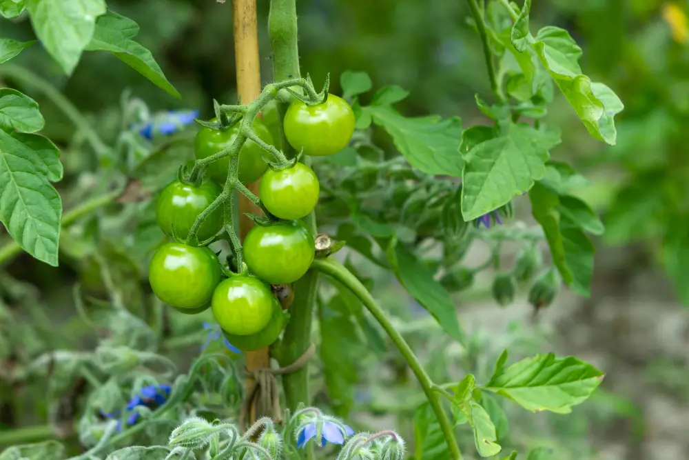 Tomates cultivados en un huerto urbano en Coin